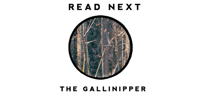 Read the story of the Gallinipper