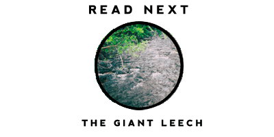Read the Story of the Giant Leech