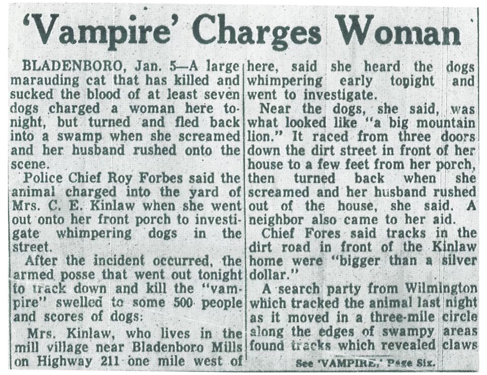 The Raleigh News and Observer front-page article covering Mrs. Kinslaw's encounter with the animal.