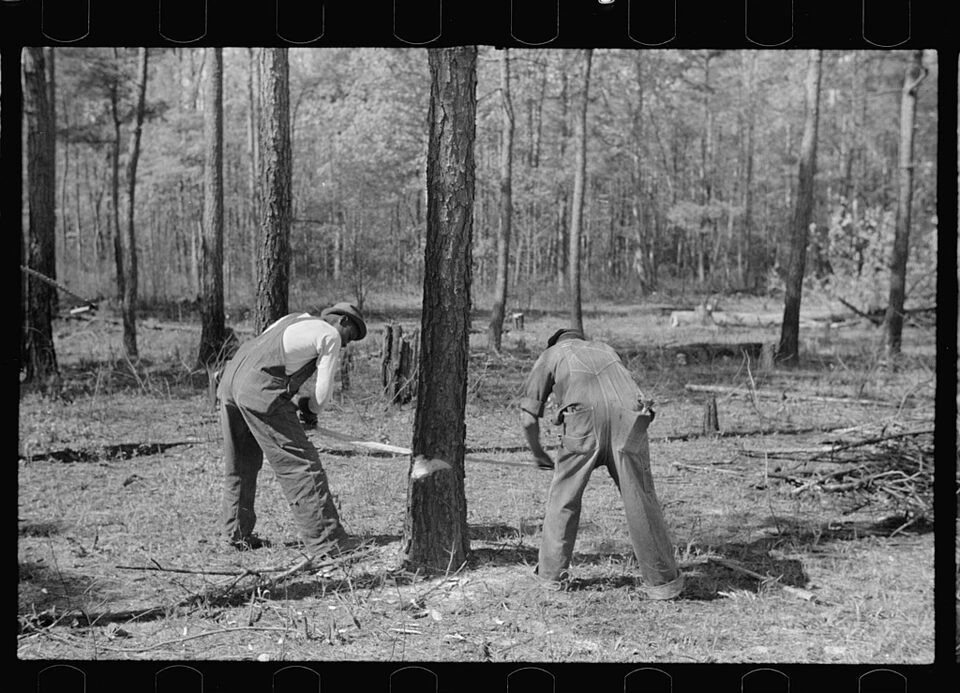 A 1938 Photograph by John Vachon showing North Carolina lumbermen at work. Image from the Library of Congress.