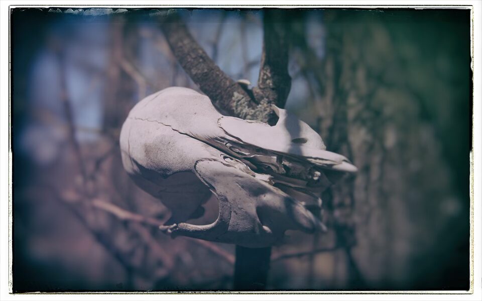 An animal skull left hanging int a tree at The Devil's Tramping Ground